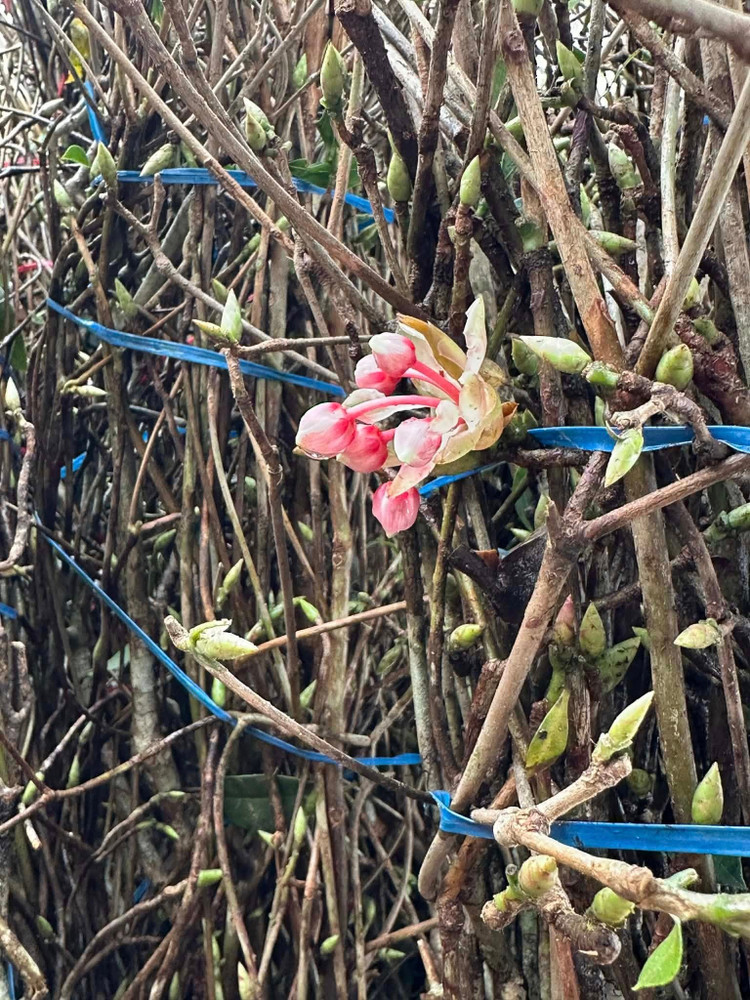 Hơn nữa, đào chuông Yên Tử chủ yếu tồn tại trong tự nhiên, số lượng không lớn. Việc khai thác cành chơi Tết được khuyến cáo phải có kiểm soát nhằm tránh tác động tiêu cực đến hệ sinh thái rừng. Ảnh: FB Ngọc Việt