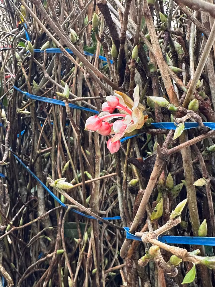 Hơn nữa, đào chuông Yên Tử chủ yếu tồn tại trong tự nhiên, số lượng không lớn. Việc khai thác cành chơi Tết được khuyến cáo phải có kiểm soát nhằm tránh tác động tiêu cực đến hệ sinh thái rừng. Ảnh: FB Ngọc Việt