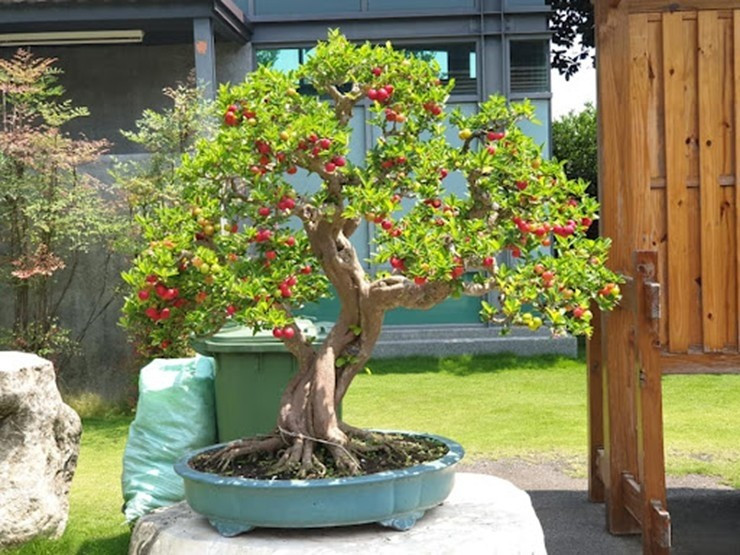 bonsai7.jpg