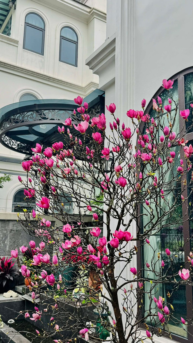 Đáng chú ý, một số cây hoa mộc lan đẹp có giá đến cả chục triệu đồng/gốc. Ảnh: FB Do Thi Thanh Nga