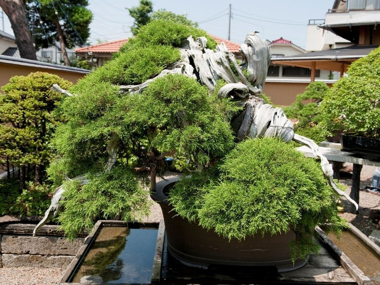 bonsai5.jpg