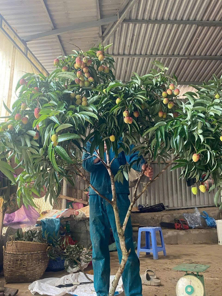 Trong khi đó, những cành quả vải cao khoảng 1,5 mét, to nhiều nhánh giá từ 150.000 - 299.000 đồng/cành. Ảnh: FB Vy Ngô