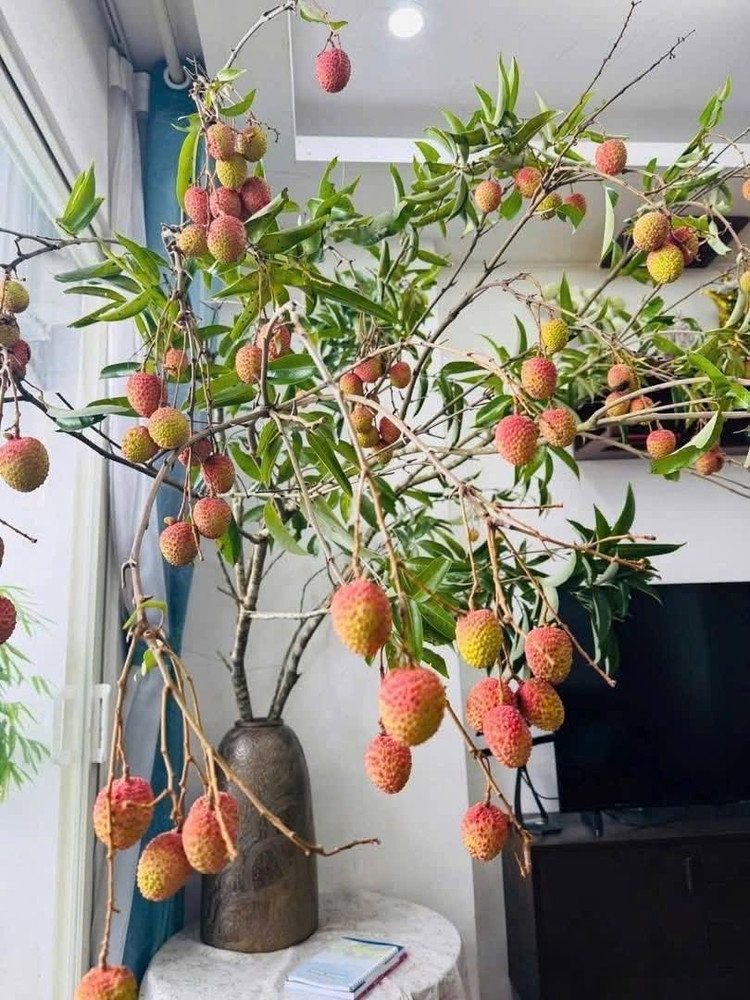 Chị Giang (Thanh Xuân, Hà Nội) chia sẻ: &quot;Tôi thích trang trí phòng khách bằng những loại quả độc đáo như thế này. Chỉ một set cành vải đỏ treo lủng lẳng trong bình men gốm, là đủ mang cả mùa hè Bắc Bộ vào không gian sống&quot;. Ảnh: Facebook