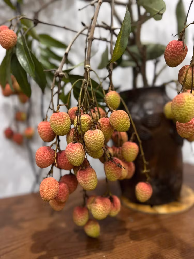 Cành quả vải đẹp lạ, đầy chất thơ là "hoa trái" cho những ai mê sự tinh tế và có gu chọn lựa. Ảnh: Facebook