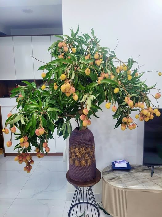 Chị Ngọc Huyền (một người chuyên bán hoa ở Kim Giang, Hà Nội) cho biết, cành quả vải đang là trend năm nay. Cành vải vừa dùng làm hoa trang trí, vừa tiện ăn vặt. Ảnh: FB Autumn Chestnut