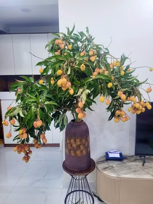 Chị Ngọc Huyền (một người chuyên bán hoa ở Kim Giang, Hà Nội) cho biết, cành quả vải đang là trend năm nay. Cành vải vừa dùng làm hoa trang trí, vừa tiện ăn vặt. Ảnh: FB Autumn Chestnut