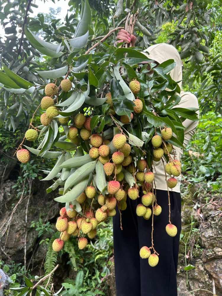 Những bó cành vải dài 80cm - 1m, nặng 3-4kg, giá dao động từ 130.000 - 160.000 đồng/set. Ảnh: FB Hà Phạm