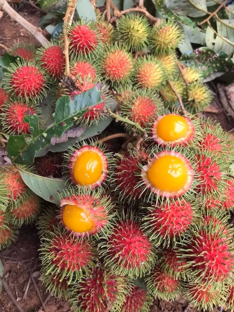 chom-chom9.jpg