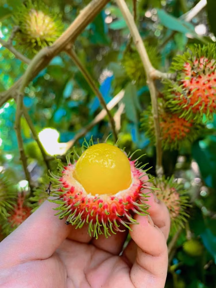 chom-chom4.jpg