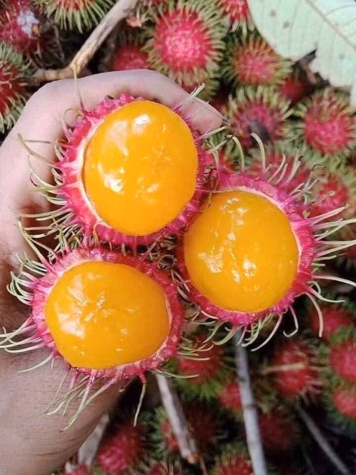 chom-chom3.jpg