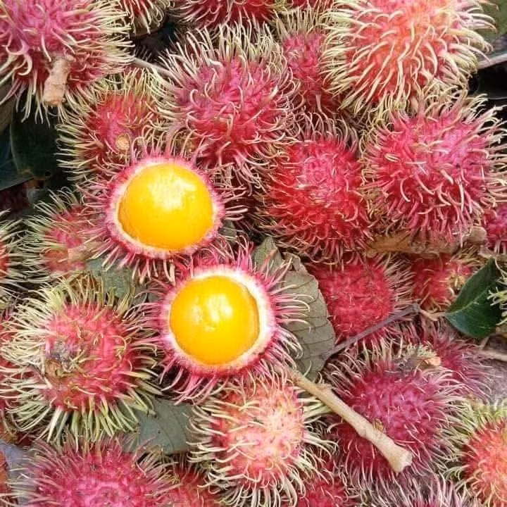 chom-chom5.jpg