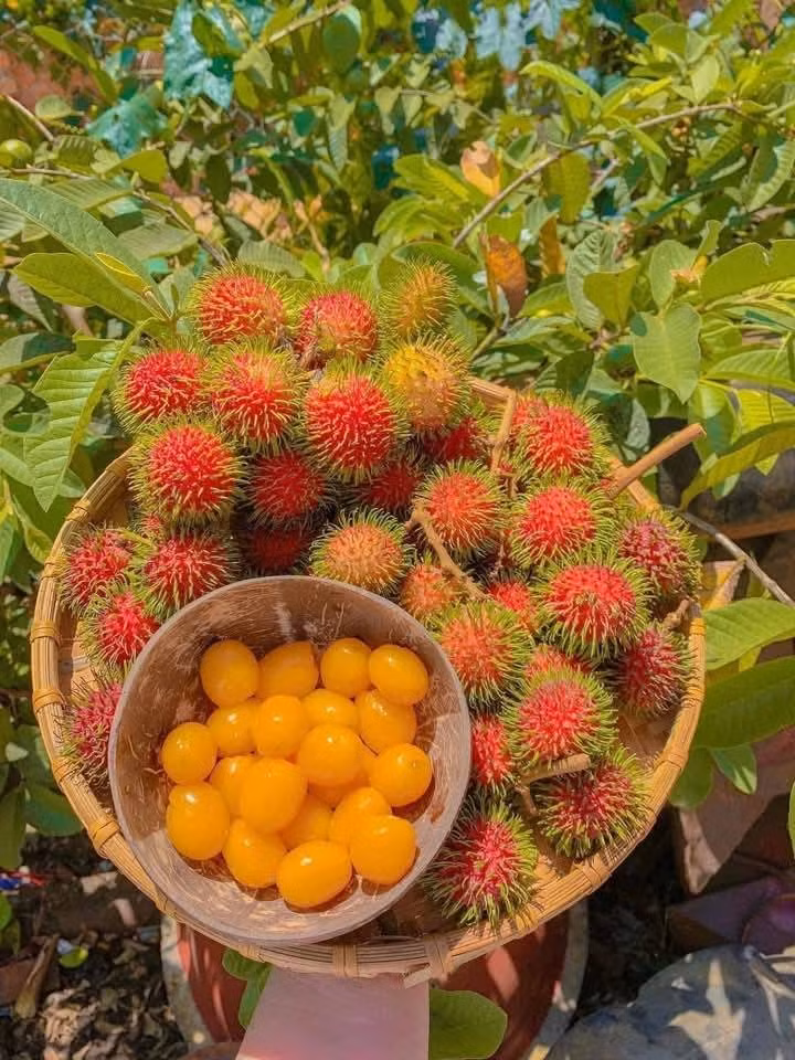 chom-chom6.jpg