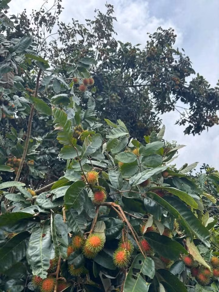 chom-chom8.jpg
