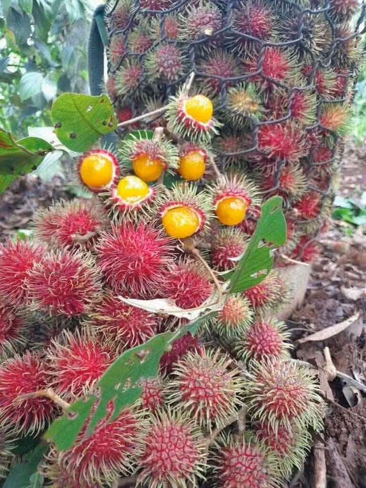 chom-chom7.jpg