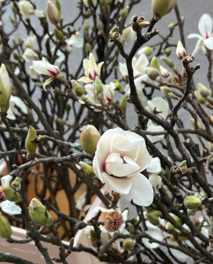 Tùy vào màu sắc, độ bền của hoa mộc lan khác nhau: màu trắng nhanh tàn nhất, trong khi màu tím và móng rồng có thể chơi từ 20 ngày đến một tháng tính từ lúc nụ đến khi hoa tàn. Ảnh: FB Bloomin'