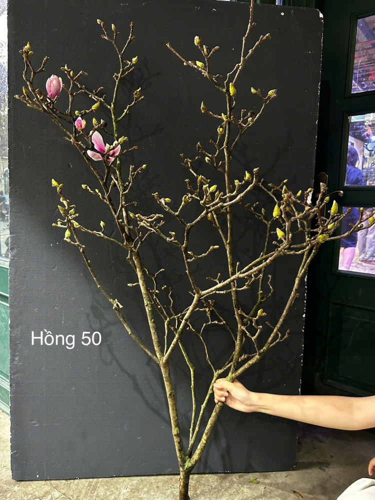 Những cành mộc lan có nụ to, xanh, đều được đánh giá cao về khả năng nở hoa. Ảnh: FLORY