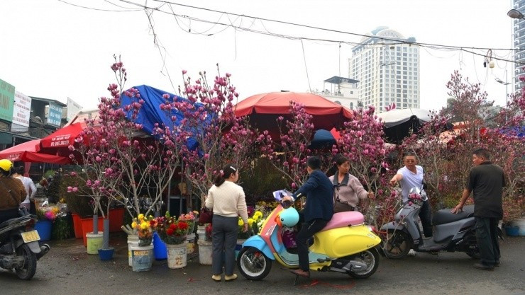 Những ngày cận Tết Bính Ngọ 2026, hoa mộc lan nhập khẩu nổi lên như một “điểm nóng” mới, thu hút sự quan tâm của đông đảo người tiêu dùng. Ảnh: VOV