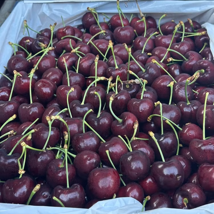 cherry5.jpg