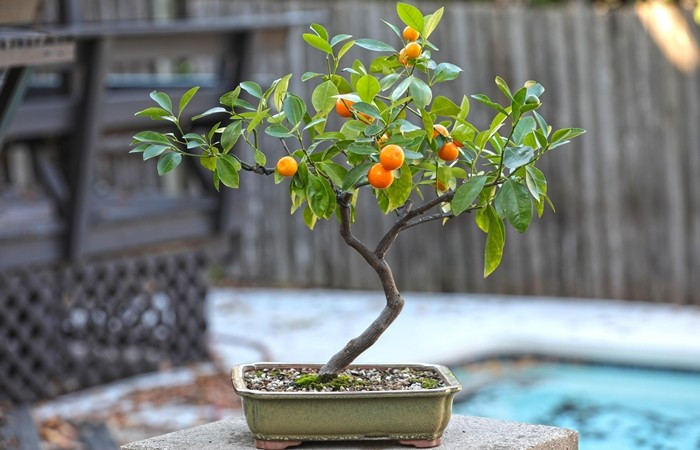 bonsai1.jpg