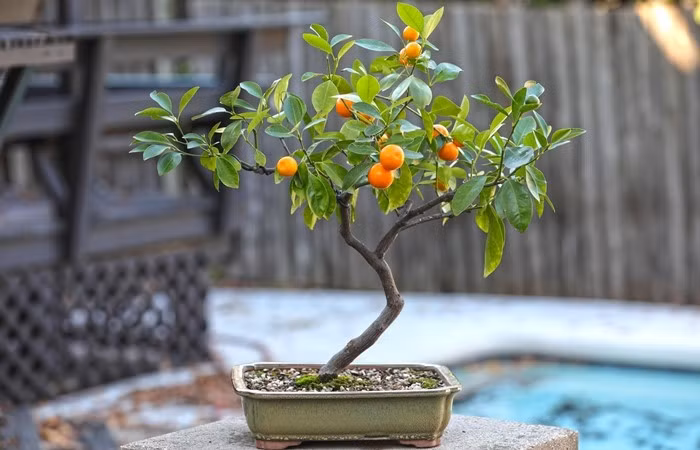 bonsai1.jpg