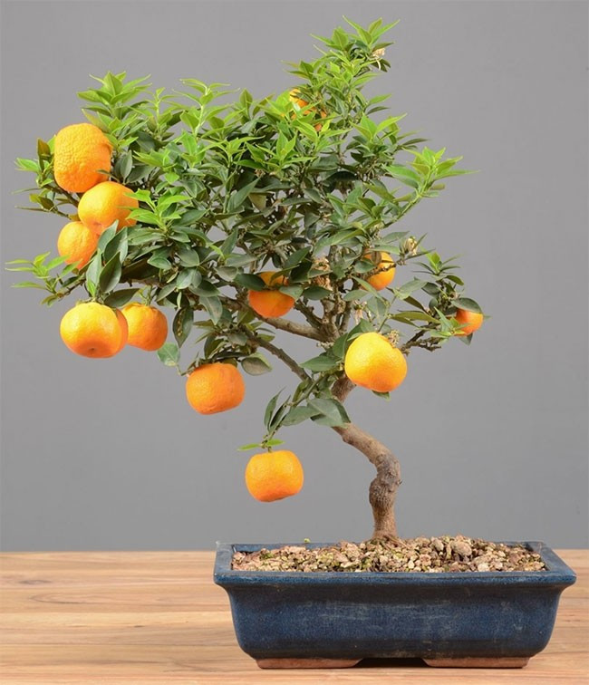 bonsai3.jpg