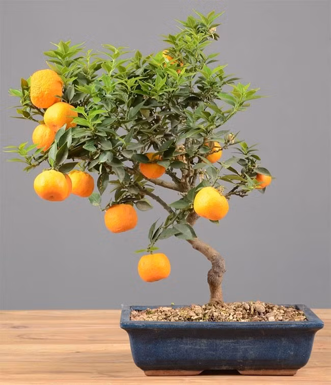 bonsai3.jpg