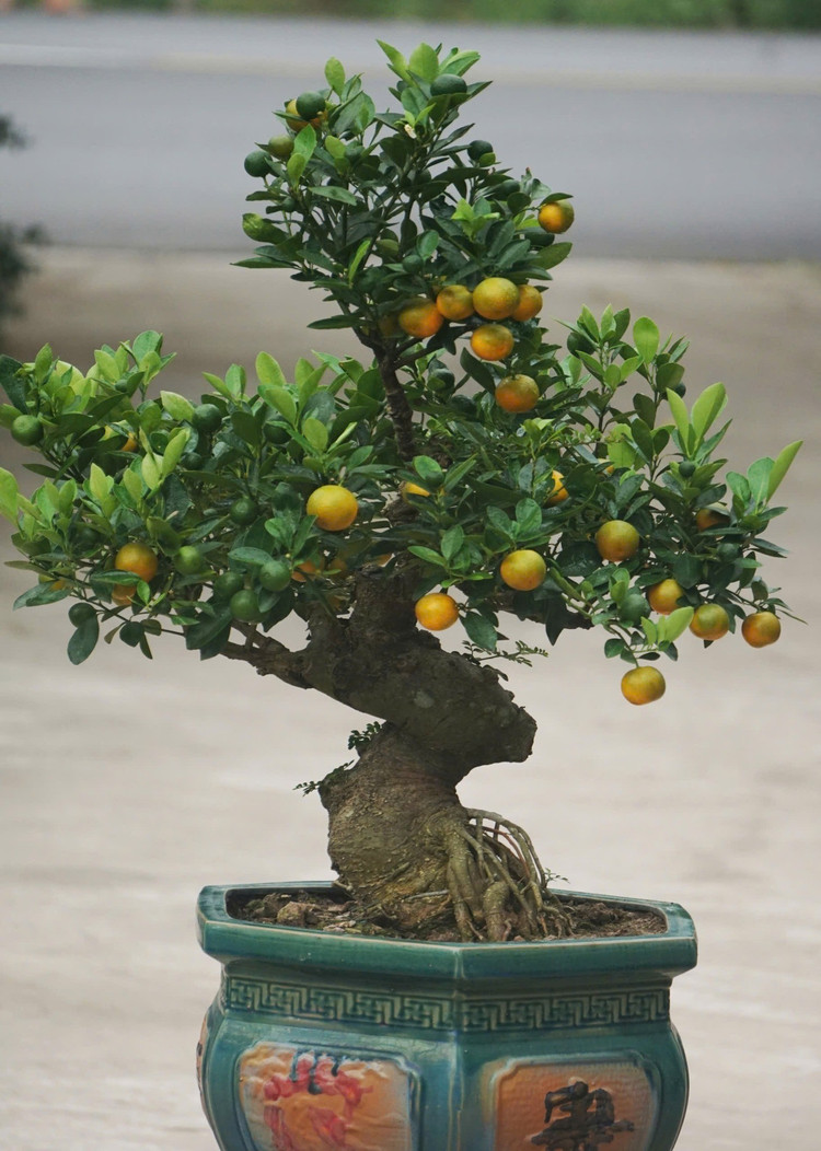 bonsai10.jpg