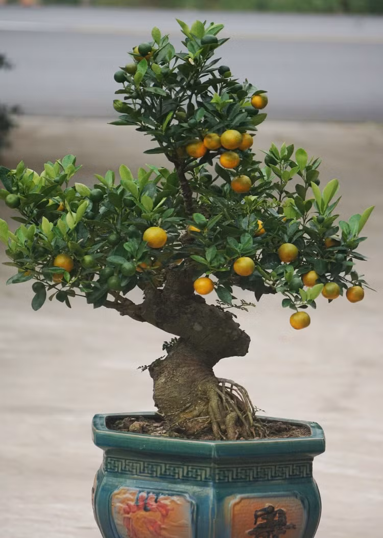 bonsai10.jpg