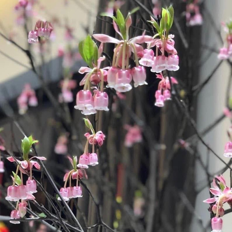 Hoa đào chuông nở từ tháng 1 đến tháng 3 dương lịch, đúng dịp Tết Nguyên đán. Ảnh: FB Ngọc Việt