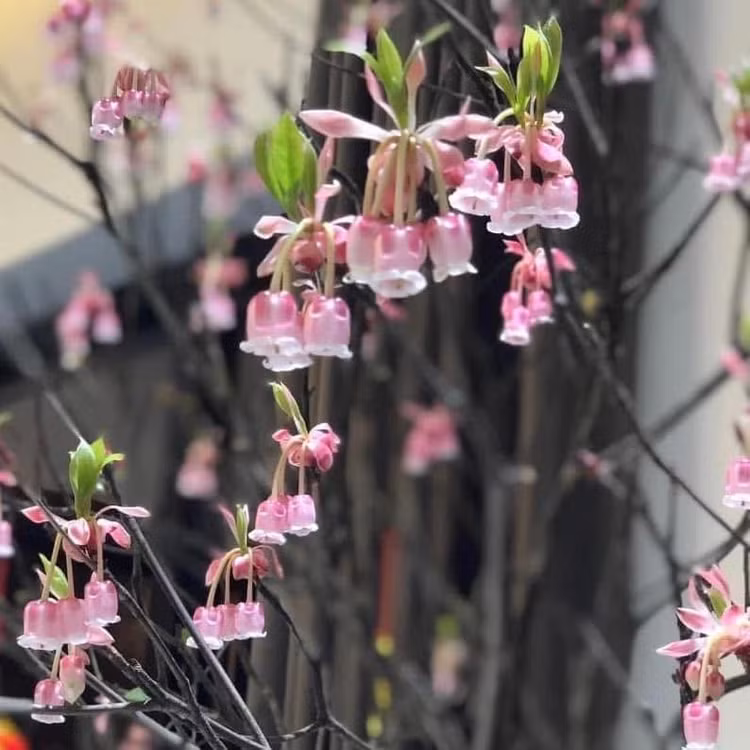 Hoa đào chuông nở từ tháng 1 đến tháng 3 dương lịch, đúng dịp Tết Nguyên đán. Ảnh: FB Ngọc Việt