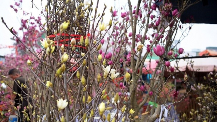 Tại một số nhà vườn lớn, đơn đặt hàng mộc lan gần như đã kín, đặc biệt là các hợp đồng cung cấp mộc lan cho khu đô thị, resort và biệt thự nghỉ dưỡng. Ảnh: VOV