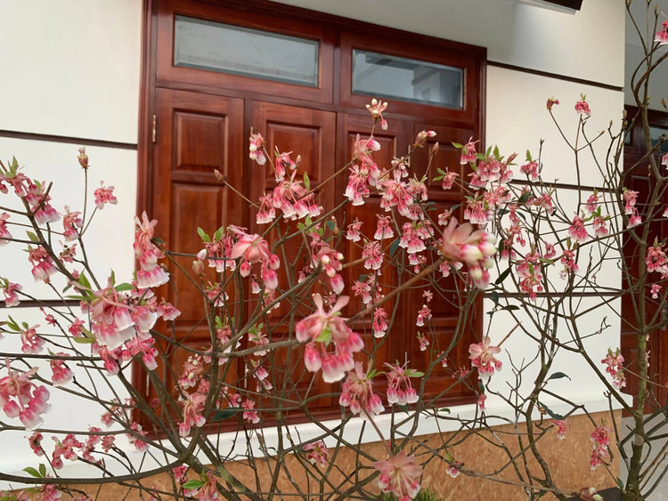 Hoa đào chuông có hình chiếc chuông nhỏ, màu hồng tím trầm. Ảnh: FB Triệu Tiến Ngọc