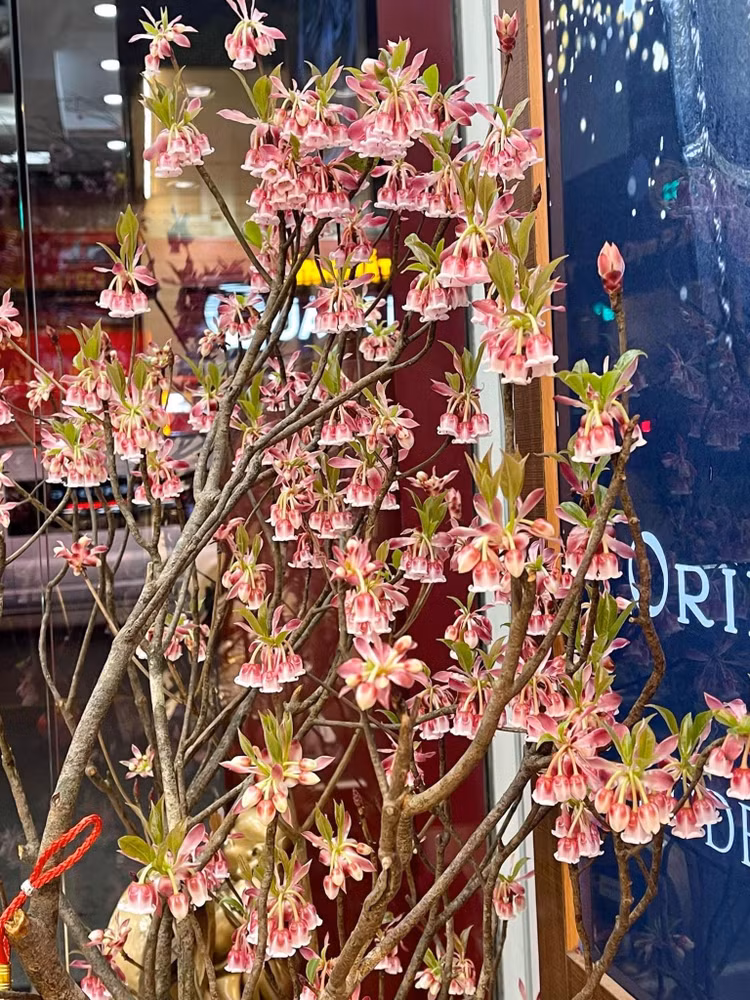 Bên cạnh các loại hoa quen thuộc như đào phai, đào bích, mai vàng...thị trường hoa Tết năm nay có sự xuất hiện của đào chuông Yên Tử. Ảnh: FB Huy Toan Nguyen