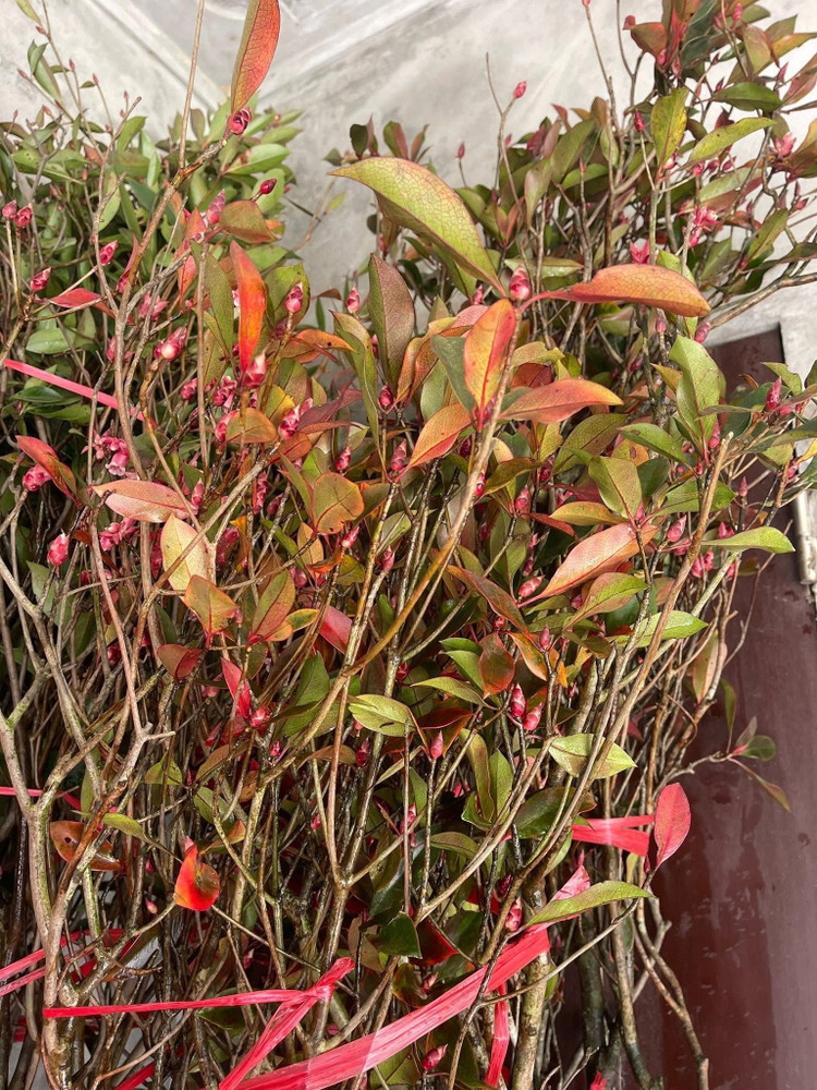 Vì vậy, giá đào chuông trên thị trường khá cao, dao động từ vài trăm đến vài triệu đồng. Ảnh: FB Triệu Tiến Ngọc