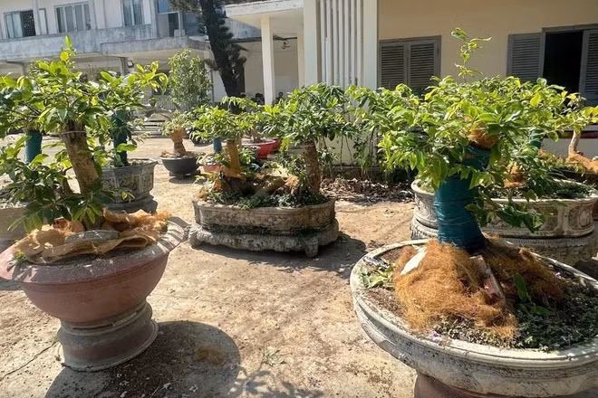 Góc nhìn pháp lý vụ tịch thu 42 cây mai vàng ở Côn Đảo 