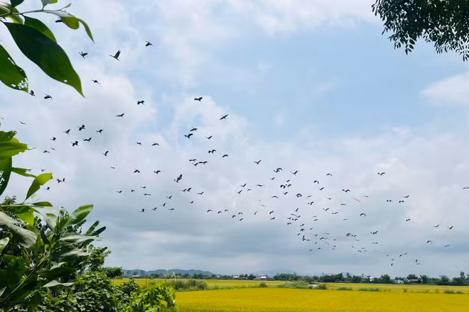 Hàng trăm con cò nhạn bỗng xuất hiện bay rợp trời ở Huế