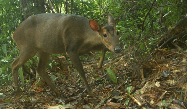 Do bị săn bắt bất hợp pháp nên quần thể mang lớn bị suy giảm nghiêm trọng trong thời gian qua. Năm 2016, tình trạng của loài này được chuyển từ bị đe dọa thành bị đe dọa nghiêm trọng trong sách đỏ của IUCN (Liên minh quốc tế bảo tồn thiên nhiên và tài nguyên thiên nhiên) về các loài bị đe dọa. Ảnh: Leibniz-IZW, WWF-Việt Nam, USAID & Khu Bảo tồn Sông Thanh.