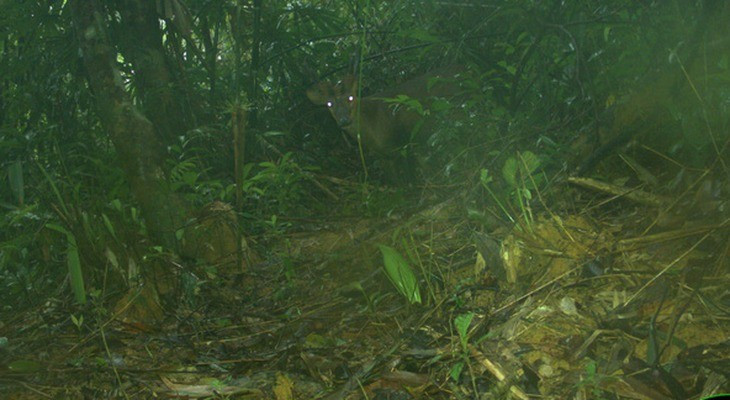 Mang lớn có tên khoa học là Muntiacus vuquangensis. Loài này được các nhà khoa học biết đến kể từ năm 1994 và chỉ được tìm thấy trong dãy núi Trường Sơn, nơi giáp ranh giữa Lào và Việt Nam. Ảnh: Leibniz-IZW, WWF-Việt Nam, USAID & Khu Bảo tồn Sông Thanh.