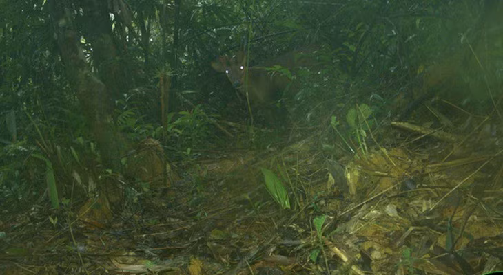 Mang lớn có tên khoa học là Muntiacus vuquangensis. Loài này được các nhà khoa học biết đến kể từ năm 1994 và chỉ được tìm thấy trong dãy núi Trường Sơn, nơi giáp ranh giữa Lào và Việt Nam. Ảnh: Leibniz-IZW, WWF-Việt Nam, USAID &amp; Khu Bảo tồn Sông Thanh.