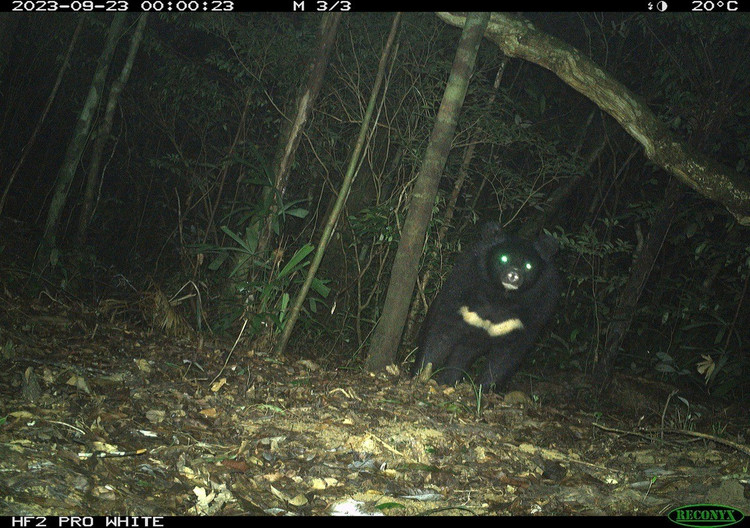 Gấu ngựa có tên khoa học là Ursus thibetanus hay Ursus tibetanus, còn được biết đến với tên gọi gấu đen Tây Tạng, gấu đen Himalaya hay gấu đen châu Á. Ảnh: Khu bảo tồn thiên nhiên bắc Hướng Hóa.