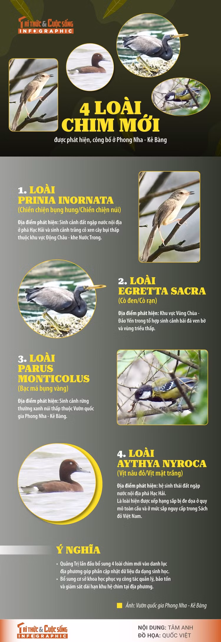 4-loai-chim-moi.jpg