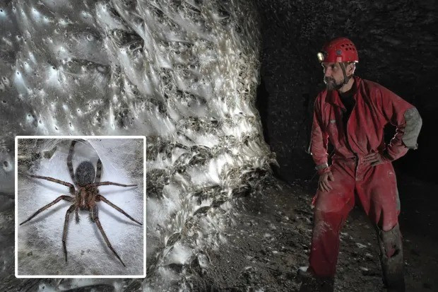 Para ahli mengatakan aliran air yang kaya sulfur mengisi gua tersebut dengan hidrogen sulfida, yang membantu bakteri dan nyamuk bertahan hidup, menjadikannya sumber makanan bagi laba-laba. Foto: Urak dkk. 2025, Subterranean Biology (CC BY 4.0). nhenn-10.jpg