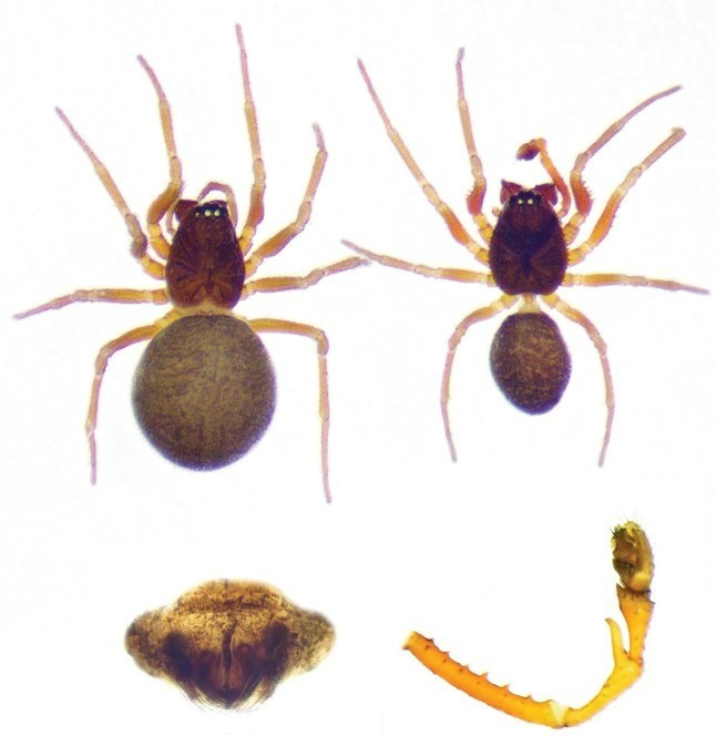 Koloni laba-laba Gua Sulphur merupakan salah satu koloni terbesar yang pernah tercatat. Para ilmuwan belum pernah mengetahui bahwa laba-laba dapat berkumpul dan bekerja sama seperti ini. Foto: Subterranean Biology. nhenn-8.jpg