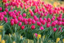 Núi Bà Đen: Điểm đến yêu thích mới của du khách Ấn Độ