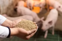 Doanh nghiệp, hiệp hội chung tay giữ nhịp sản xuất nông nghiệp