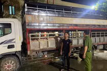 Lào cai phát hiện đối tượng tuồn lợn nhiễm dịch tả lợn châu Phi ra thị trường
