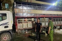 Lào cai phát hiện đối tượng tuồn lợn nhiễm dịch tả lợn châu Phi ra thị trường