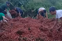  Đằng sau vụ xe gặp nạn, 4 tấn vải bị nhặt gần hết