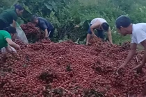  Đằng sau vụ xe gặp nạn, 4 tấn vải bị nhặt gần hết