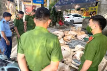 Gần 800 kg thịt lợn hôi thối suýt bị tuồn ra thị trường